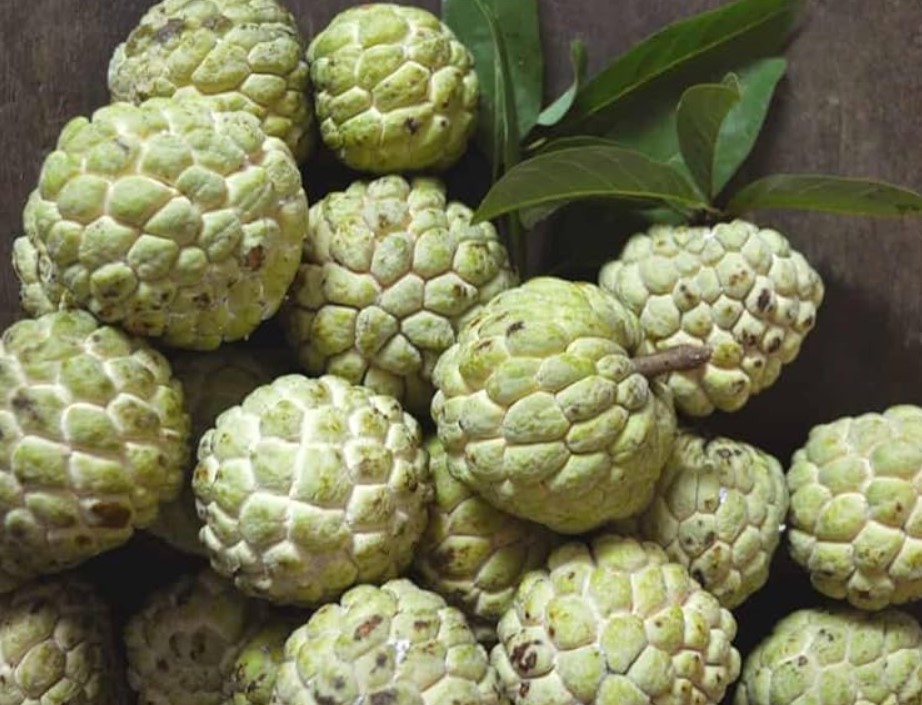 Organic Custard Apple